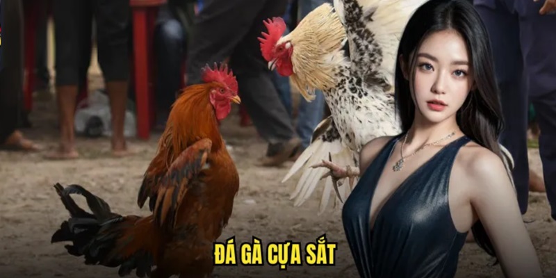 Đọc hiểu chi tiết luật chơi bộ môn chọi kê thú vị