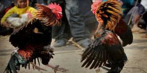 Đá Gà Miền Tây