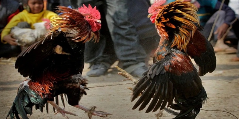 Đá Gà Miền Tây