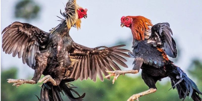 Những lưu ý quan trọng trong cách chọn gà đá