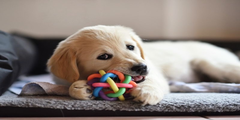 Mơ thấy chó nên đánh số nào để trúng lô đề?