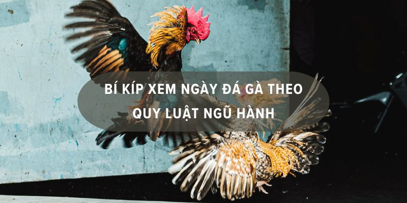 Khám phá ngay bí kíp hôm nay đá gà màu nào mạnh