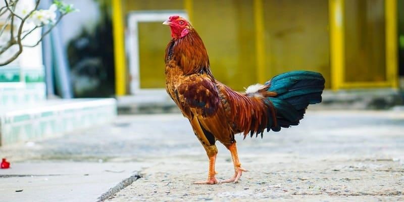 Cần lưu ý vấn đề gì khi thực hiện cách om gà chọi