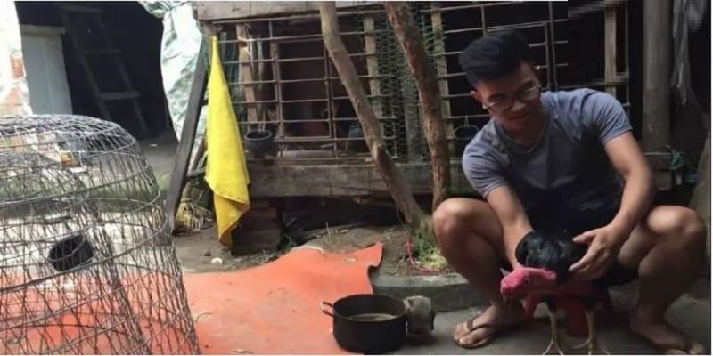 Cách om gà chọi