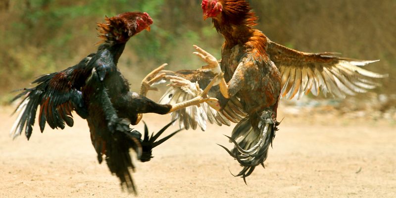 Những quy định và phong tục đặc trưng trong đá gà