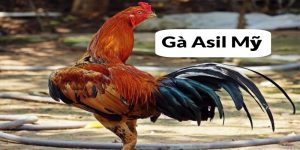 Gà Asil Mỹ