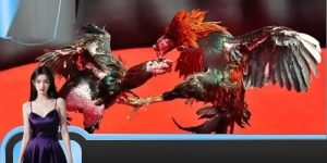 Đá gà trực tiếp C2