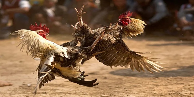 Những loại hình đá gà được yêu thích thích nhất tại Odin